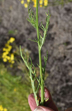 Plancia ëd Senecio brigalowensis I. Thomps.