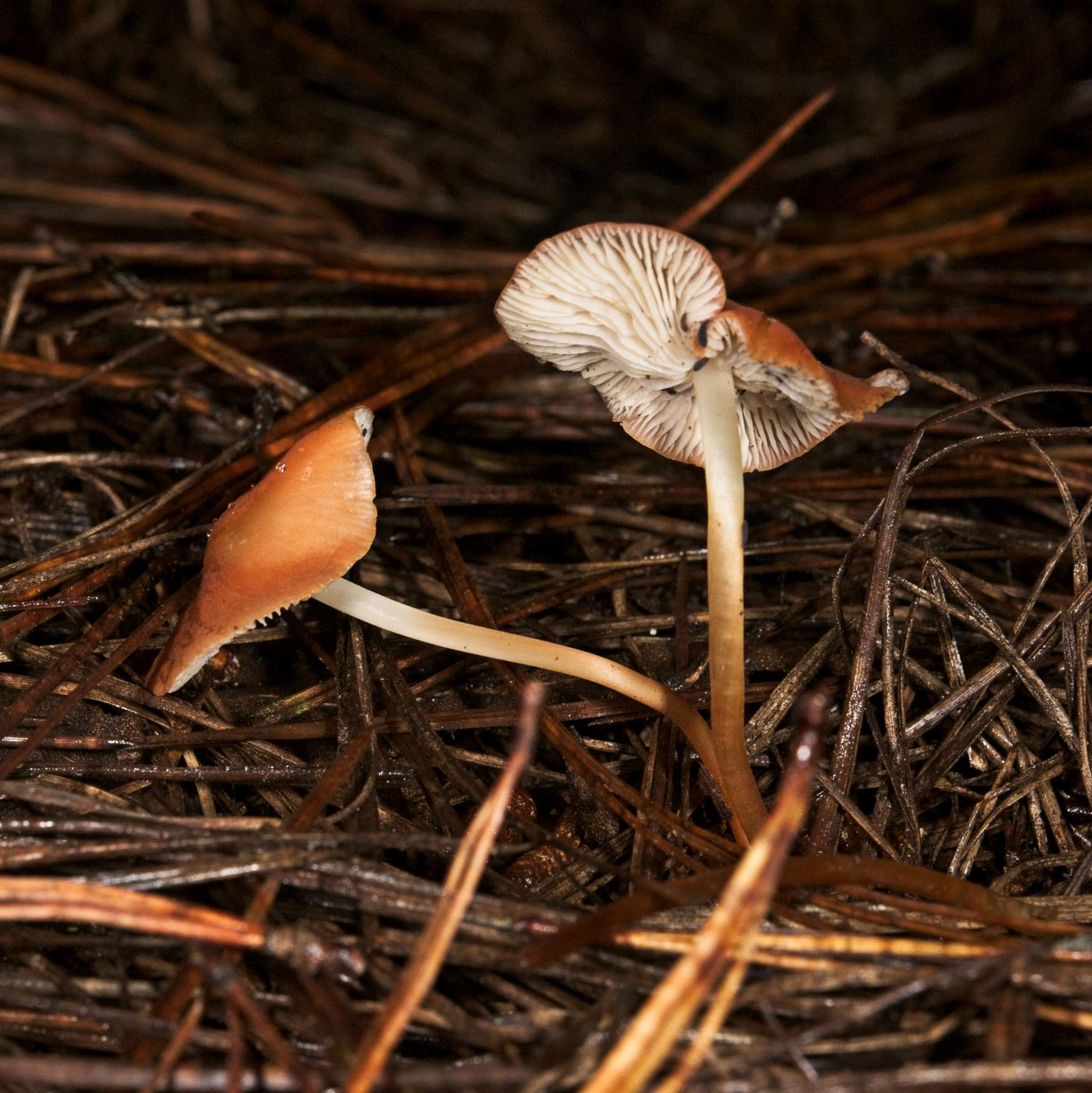 Image of Marasmius elegans (Cleland) Grgur. 1997