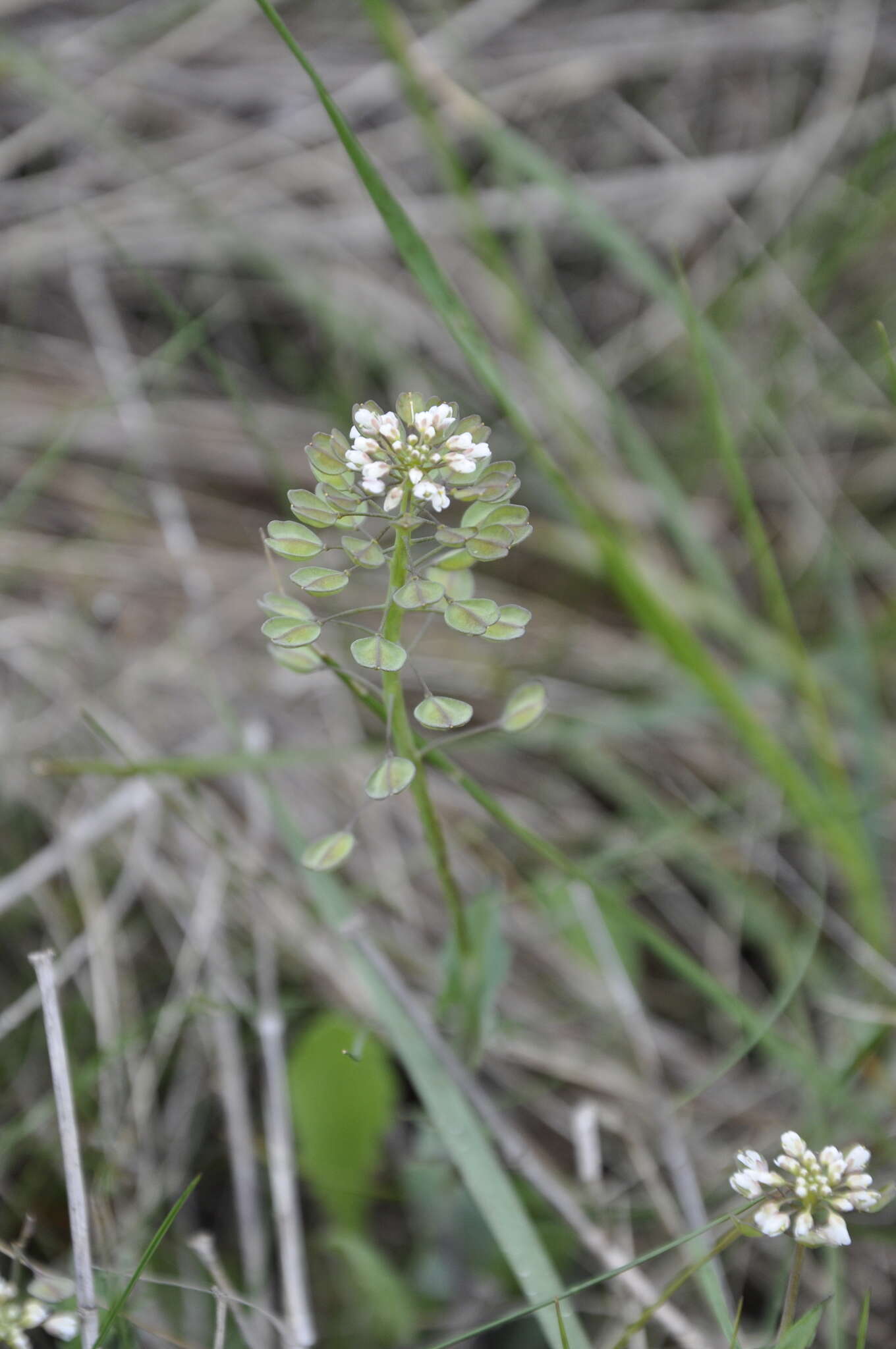 Imagem de <i>Noccaea perfoliata</i>