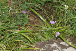 Image of Moraea inclinata Goldblatt