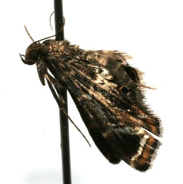 Image of <i>Usingeriessa onyxalis</i> Hampson 1897