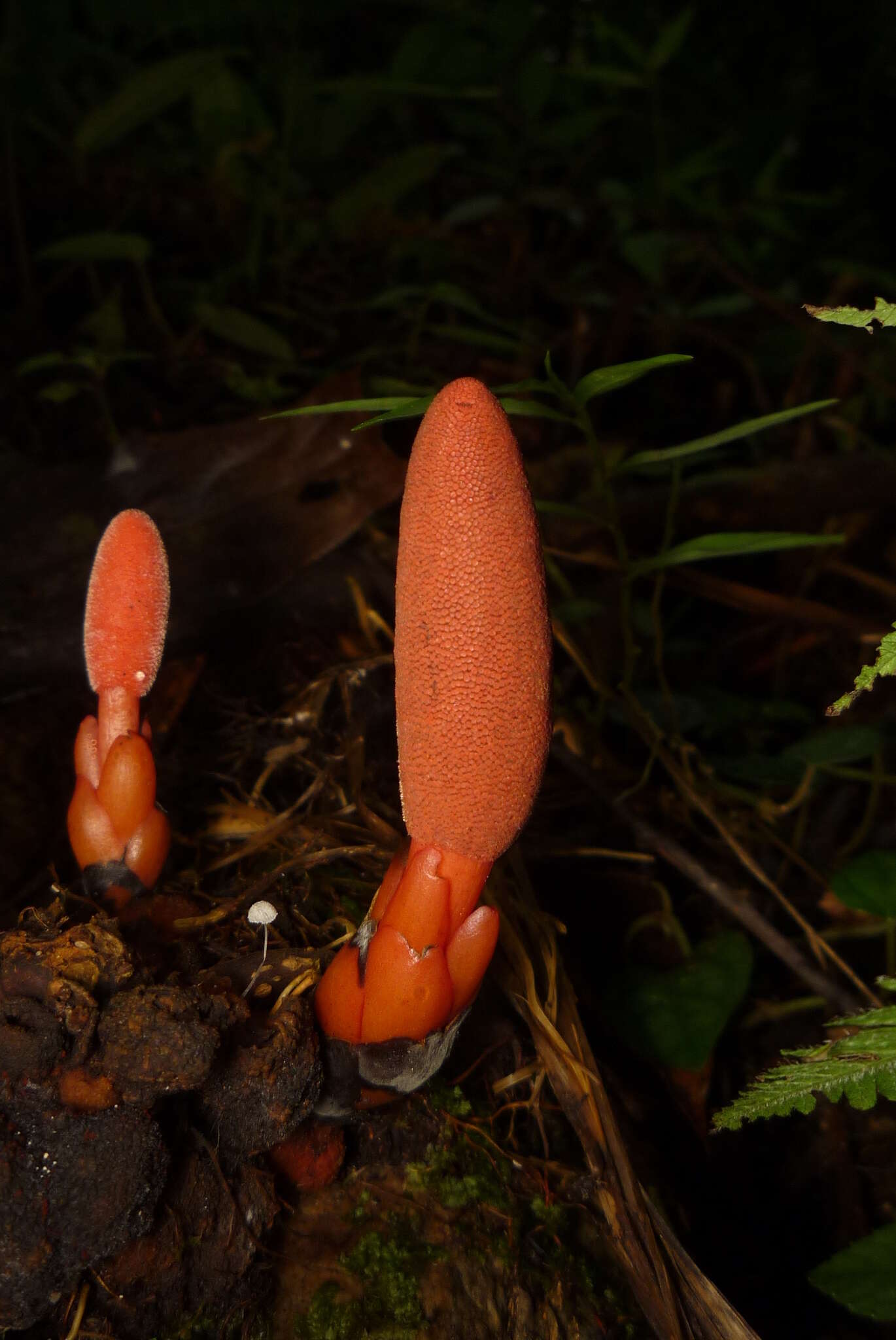 Image of Balanophora laxiflora Hemsl.