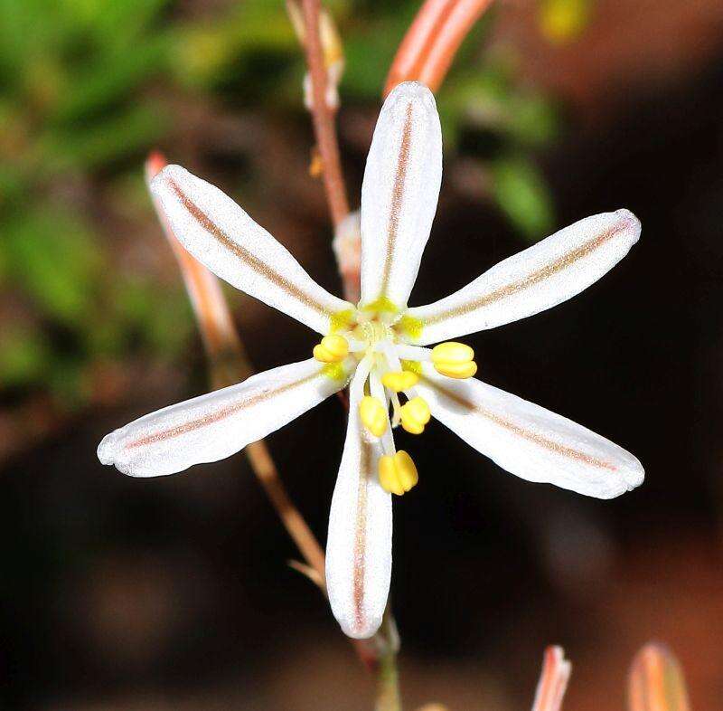 Image of Trachyandra revoluta (L.) Kunth