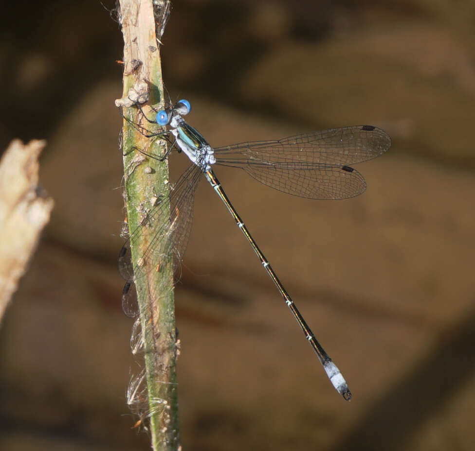 Image of Rainpool Spreadwing