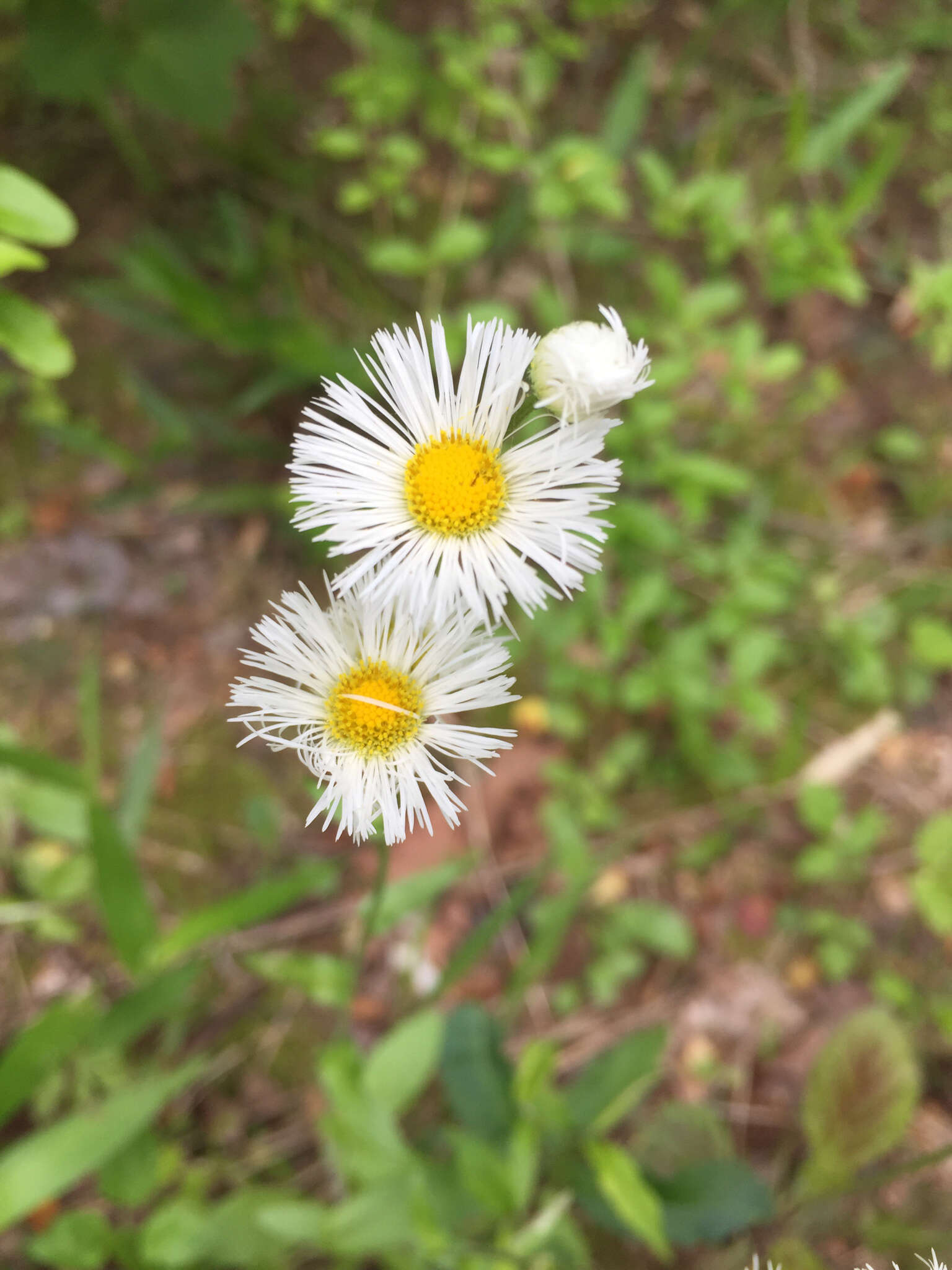 Image of Philadelphia fleabane