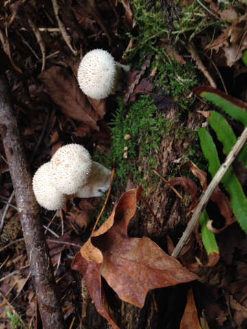 Imagem de Lycoperdon perlatum Pers. 1796