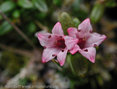 Image of Alpine-Azalea