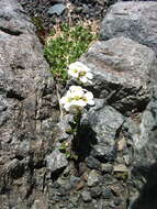 Image of Cardamine cordata Barnéoud