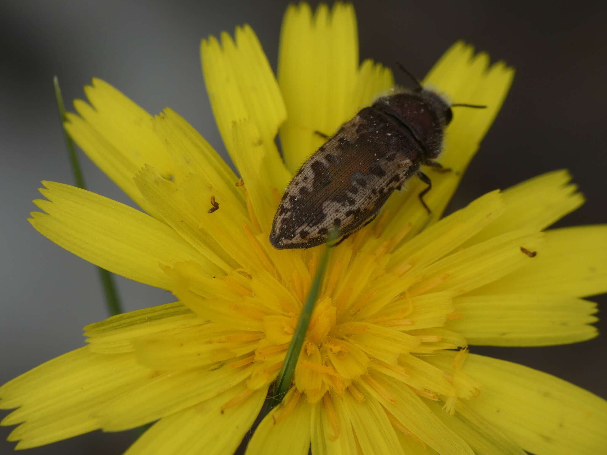 Sivun Acmaeodera pilosellae (Bonelli 1812) kuva