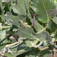 Image of California milkweed