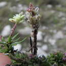 Polygala dolichocarpa Blake的圖片