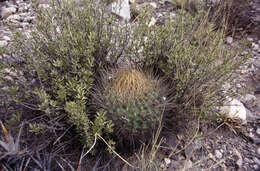 Plancia ëd Echinopsis ferox (Britton & Rose) Backeb.