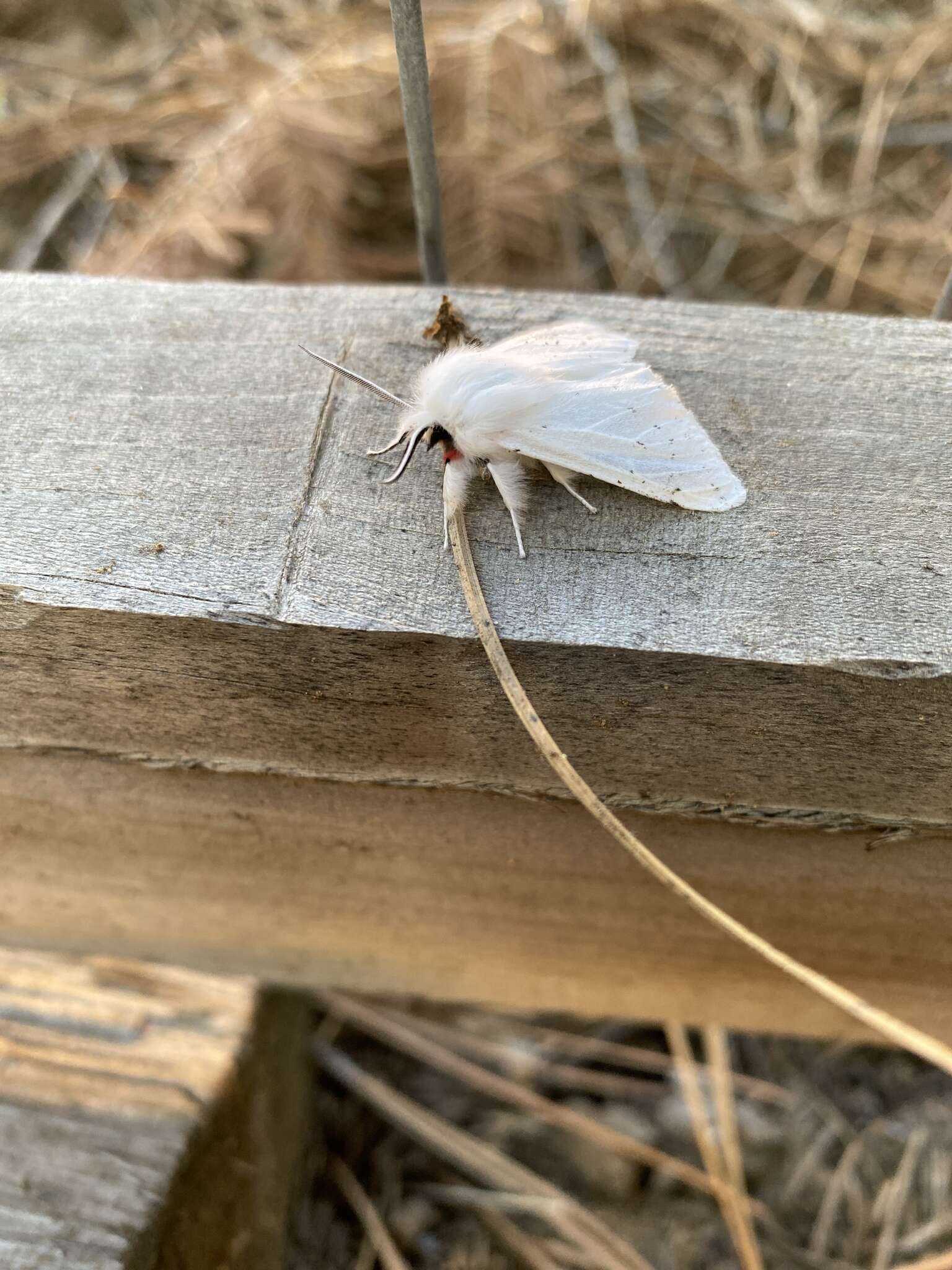 Image of Vestal Tiger Moth