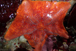 Image of Bat star