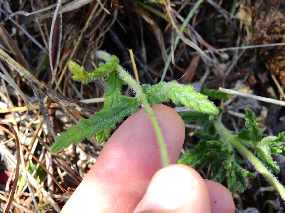 Слика од Glandularia platensis (Spreng.) Schnack & Covas