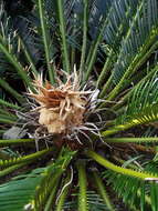 Image of Fern Palm