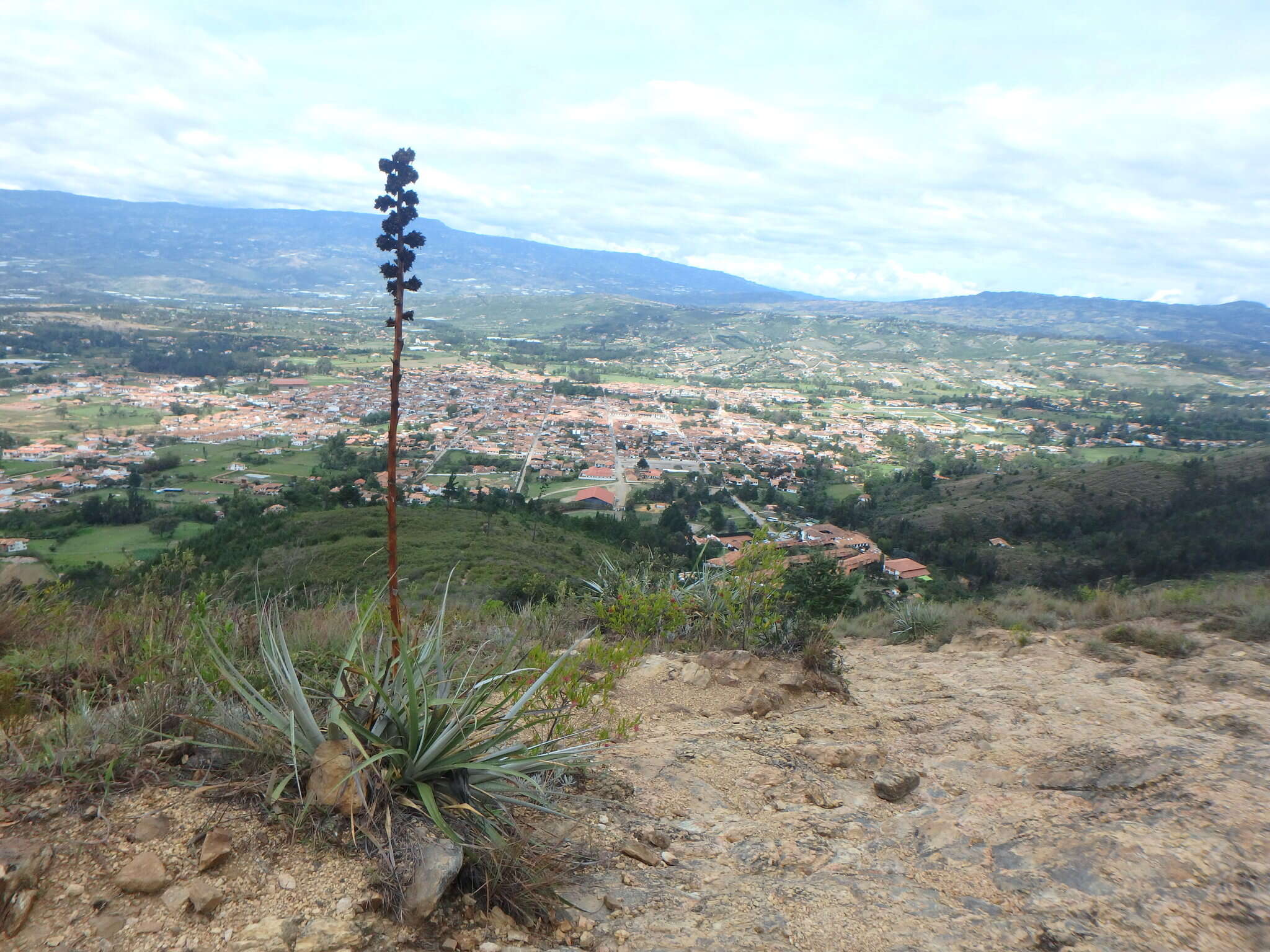 Imagem de Puya bicolor Mez