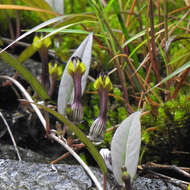 Image of Ceropegia candelabrum subsp. candelabrum