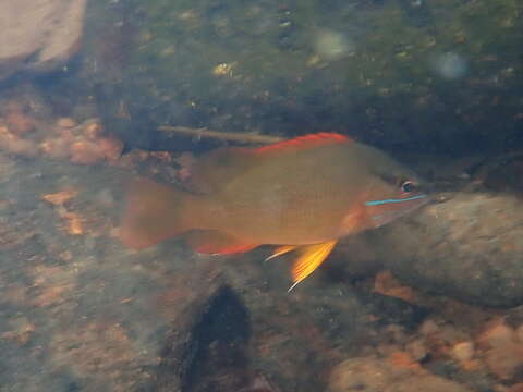 Image of Gorean Snapper