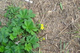 Image of palmleaf cinquefoil