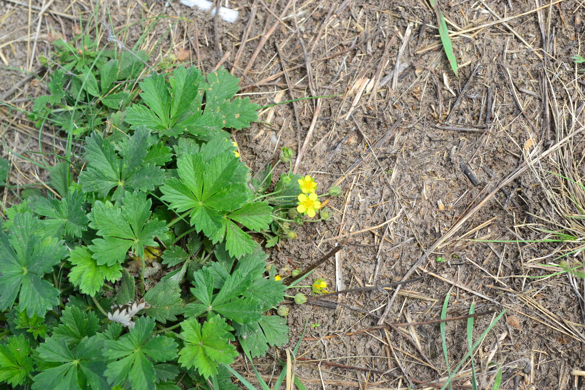 Image of palmleaf cinquefoil