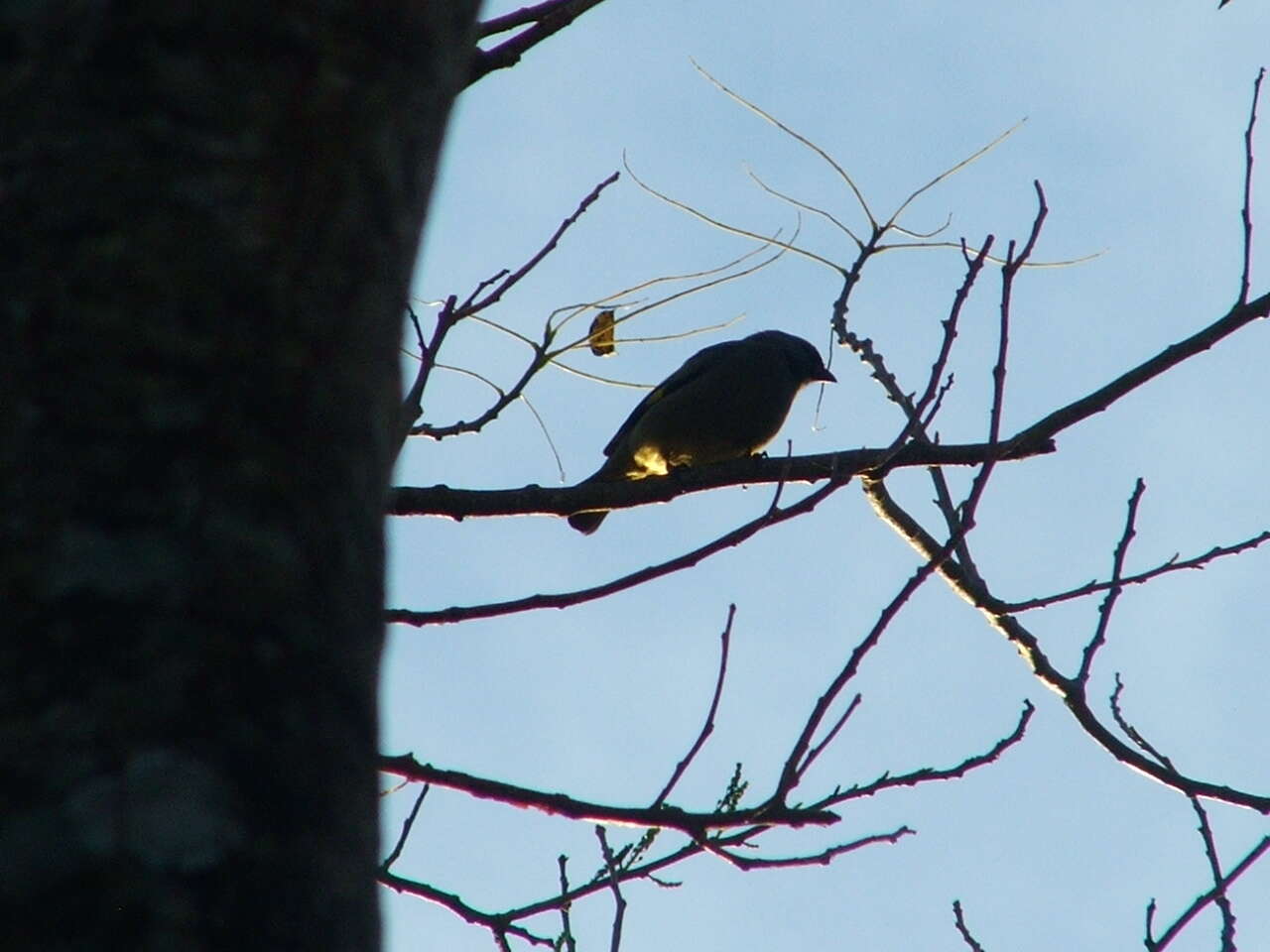 Image of Yellow-winged Tanager