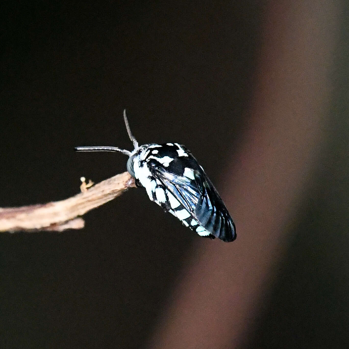 Image of Thyreus himalayensis (Radoszkowski 1894)