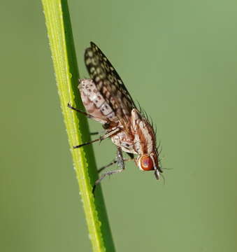 Image of Sapromyza mallochiana Evenhuis & Okadome 1989