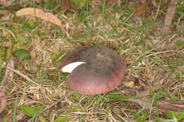 Image of Russula purpureoflava Cleland 1927