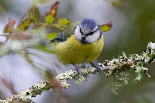 Image of Tit