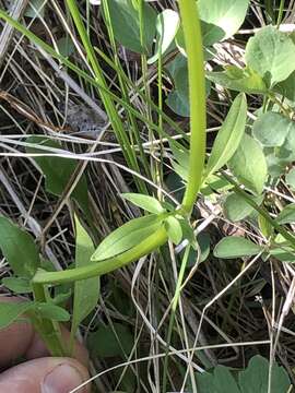 Image of marsh valerian