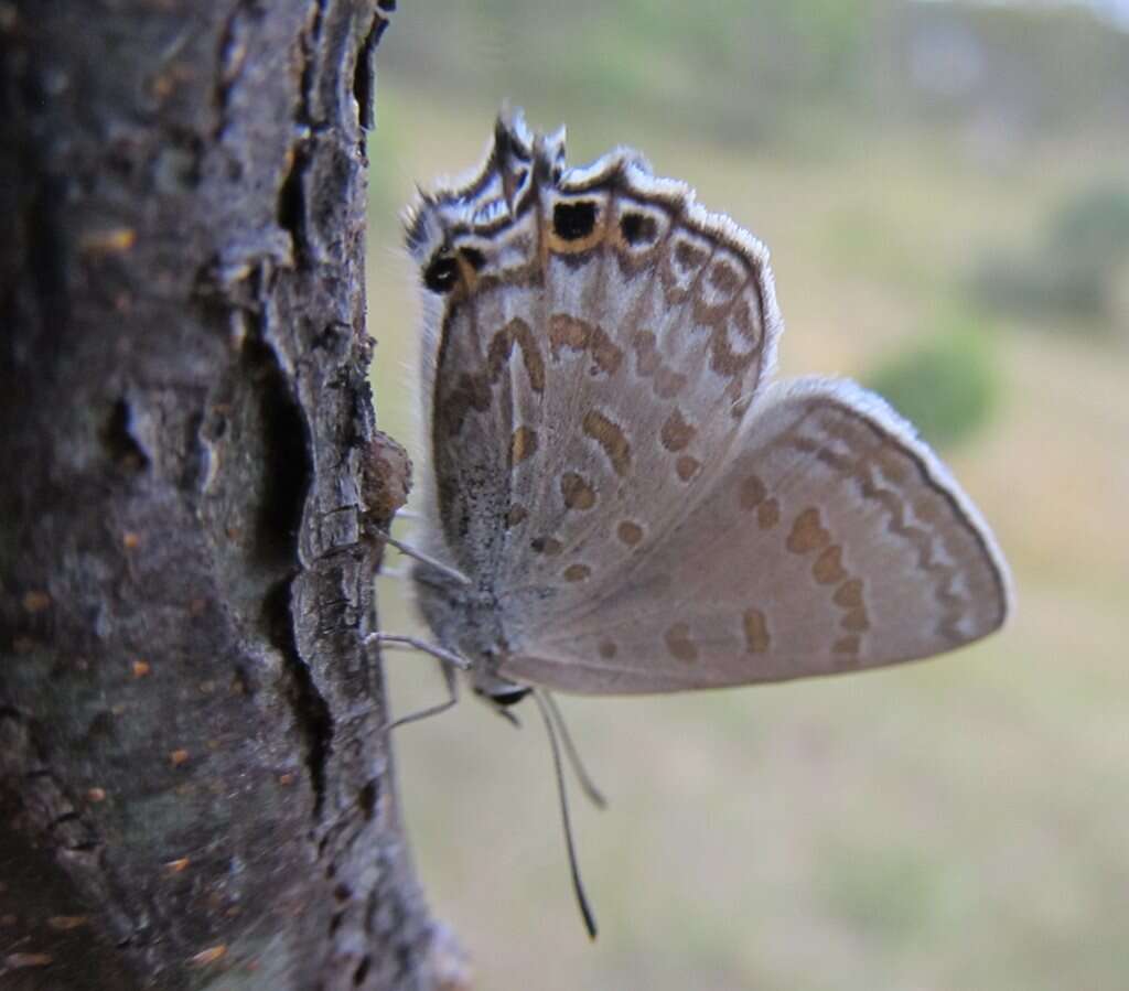 Image of Jalmenus icilius (Hewitson (1865))