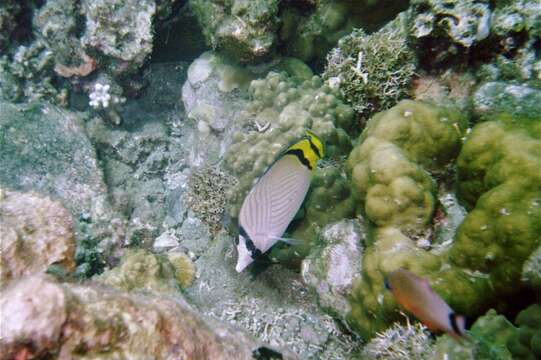 Image of Butterfly fish