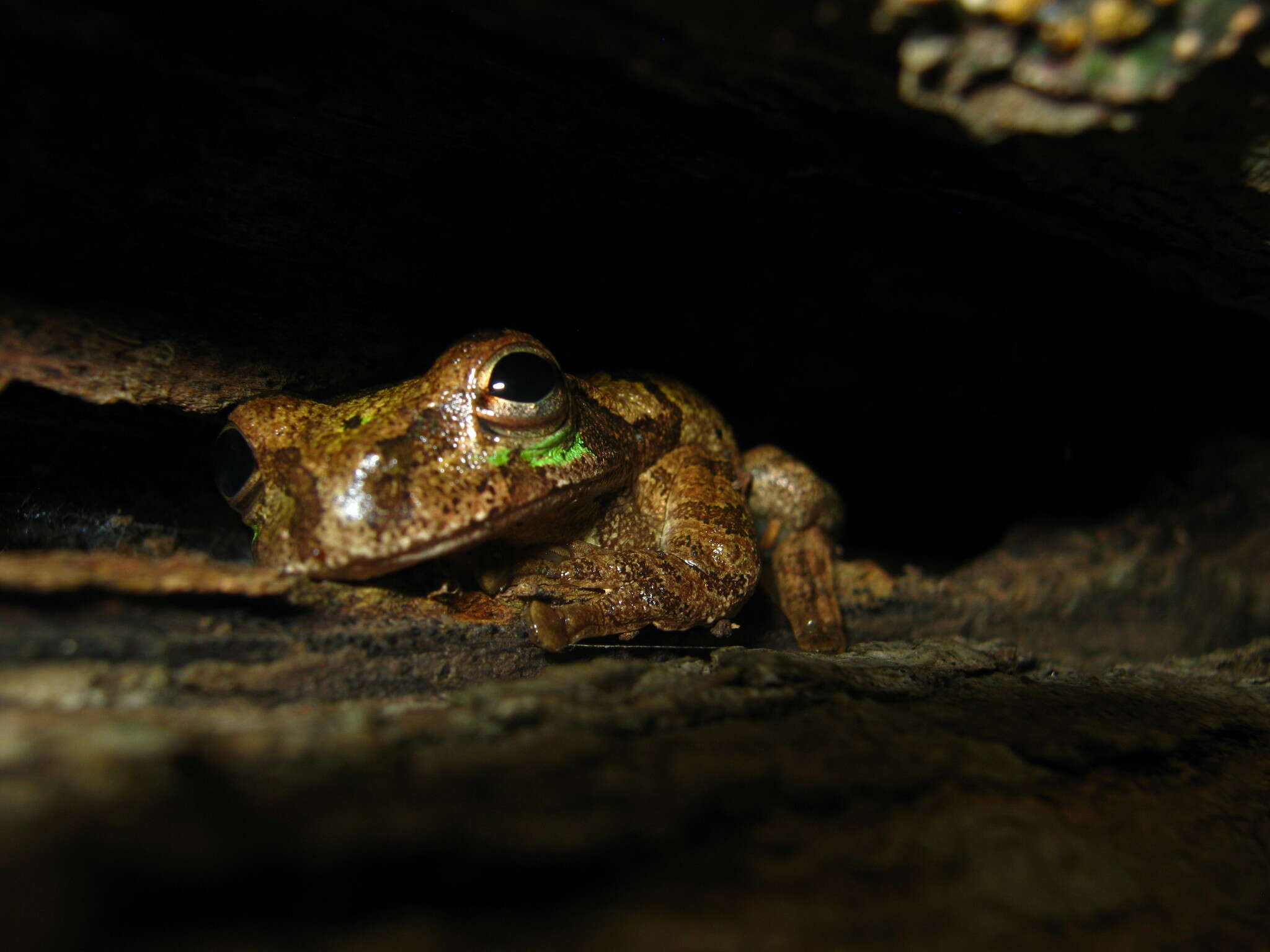 Image of Baudin's Treefrog