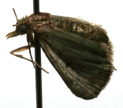 Image of Eupithecia