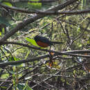 Image of Myioborus miniatus miniatus (Swainson 1827)