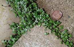 Image of Australian hydrocotyle