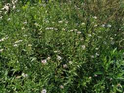 Image de Symphyotrichum salignum (Willd.) G. L. Nesom