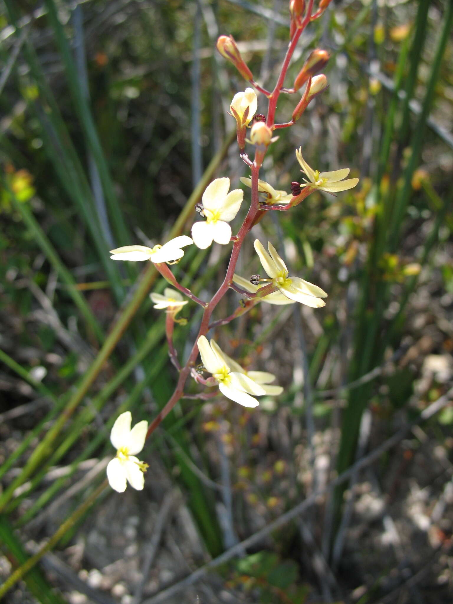 Image of Stylidium gloeophyllum Wege