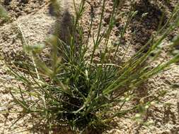 Image of Mojave Sandwort