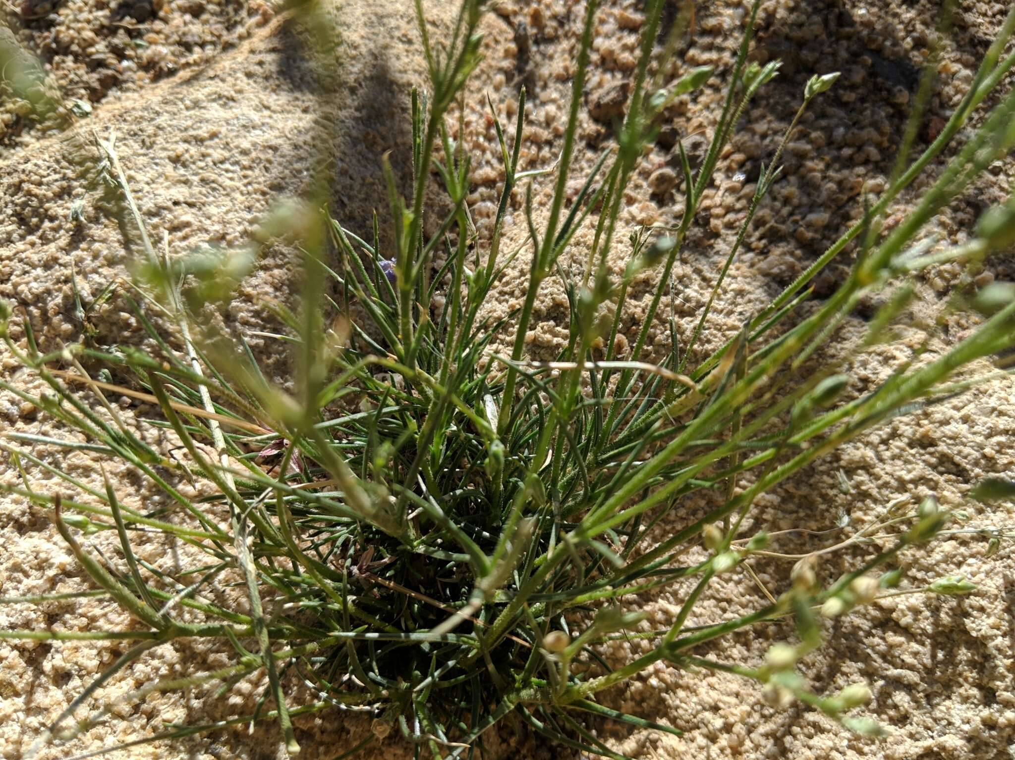 Image of Mojave Sandwort