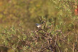 صورة Aphelocoma californica hypoleuca Ridgway 1887