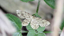 Image of Ectropis bhurmitra Walker 1860