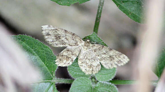 Image of Ectropis bhurmitra Walker 1860