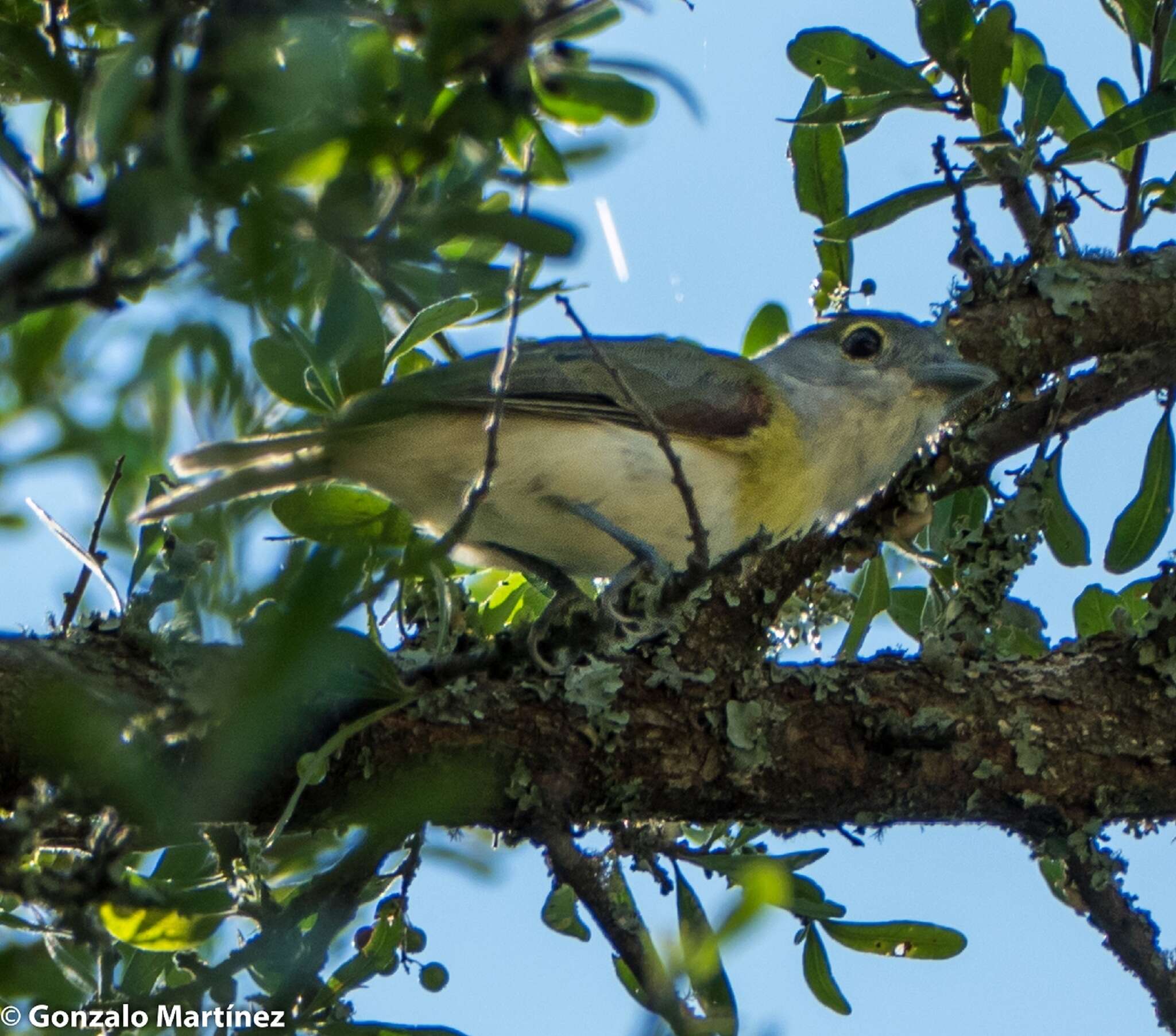 Image of Green-backed Becard