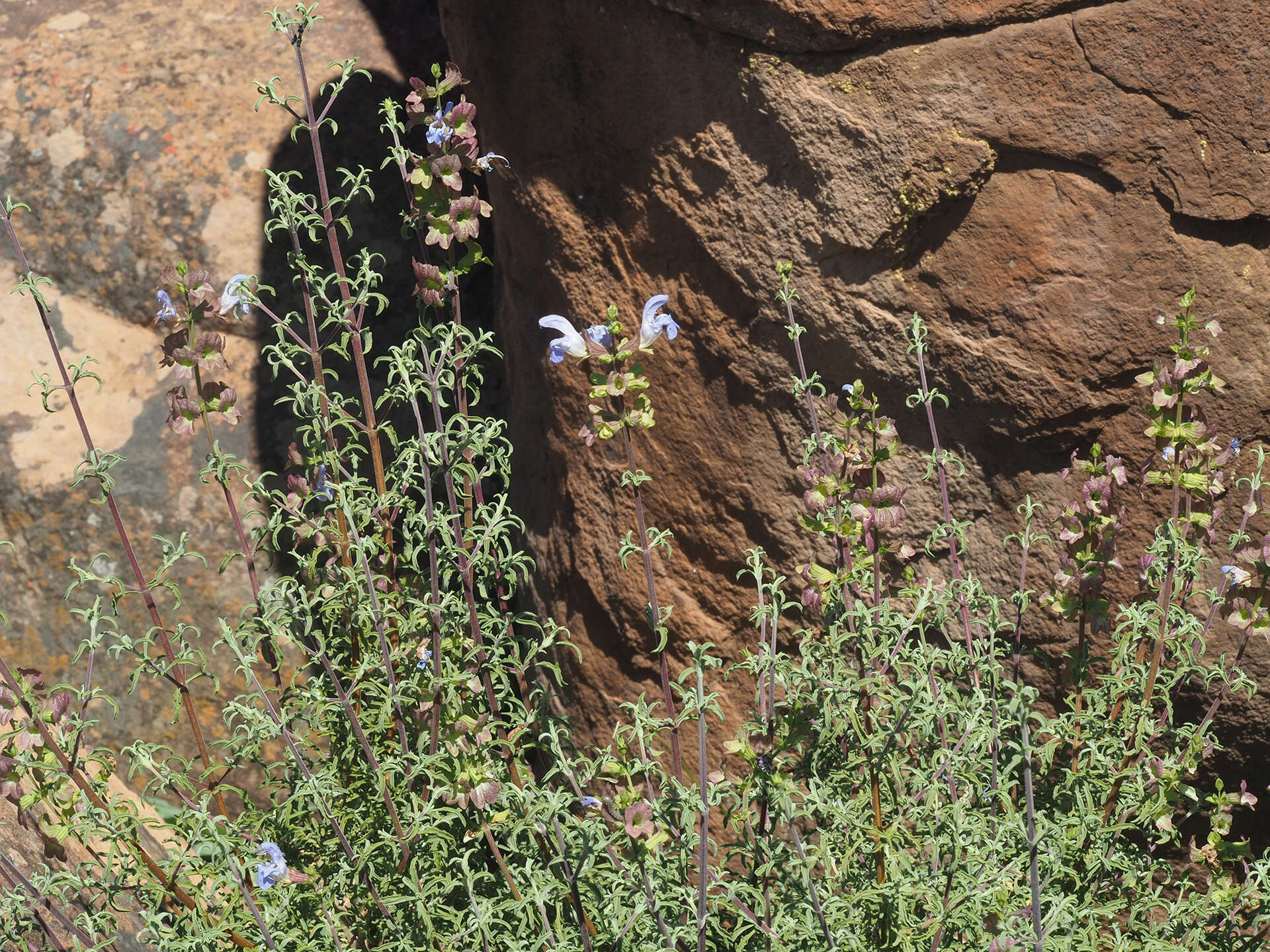 Imagem de Salvia dentata Aiton