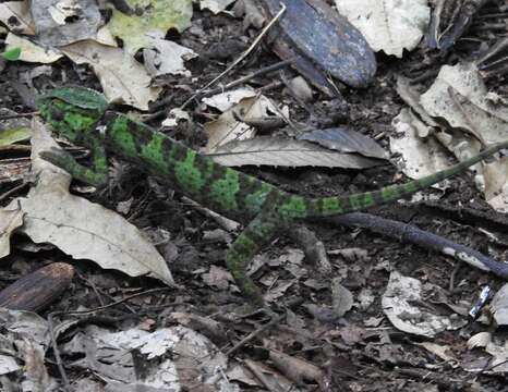 Image of Graceful Chameleon