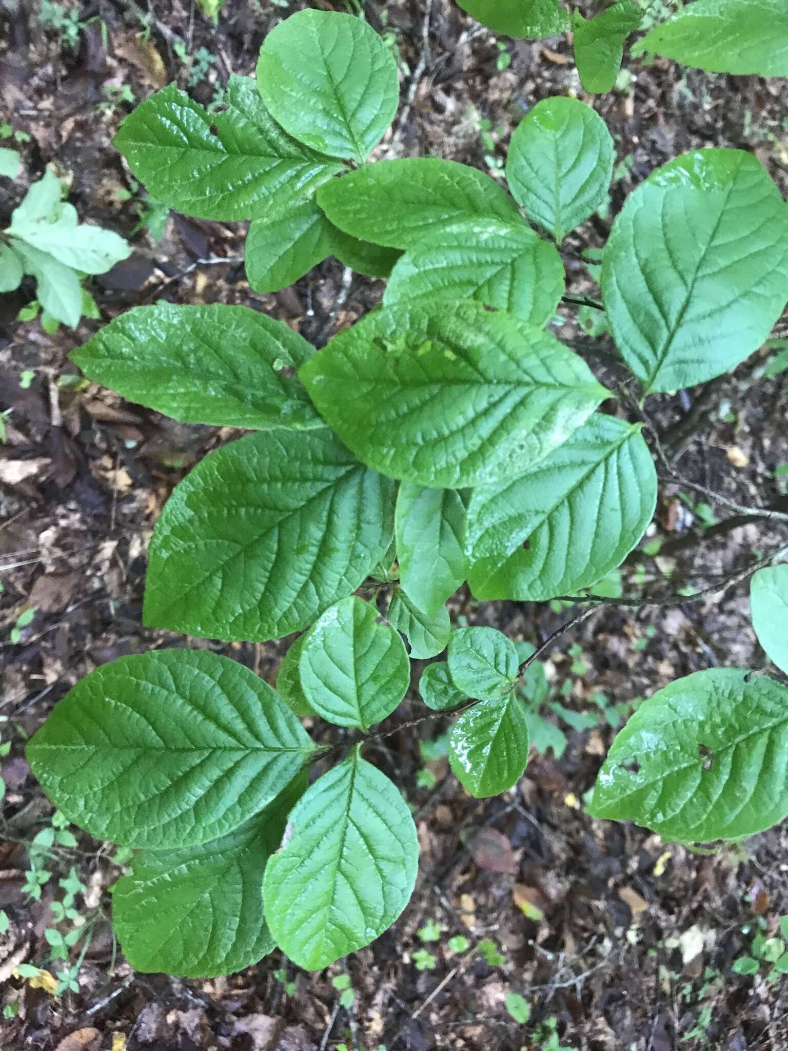 Imagem de Stewartia malacodendron L.