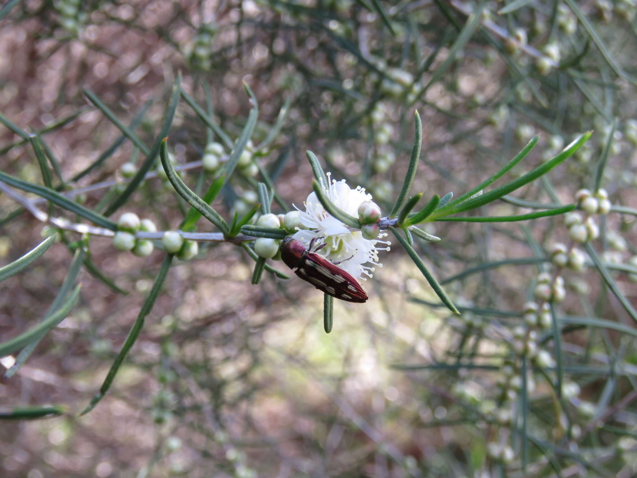 Image of Castiarina crocicolor (Gory & Laporte 1838)