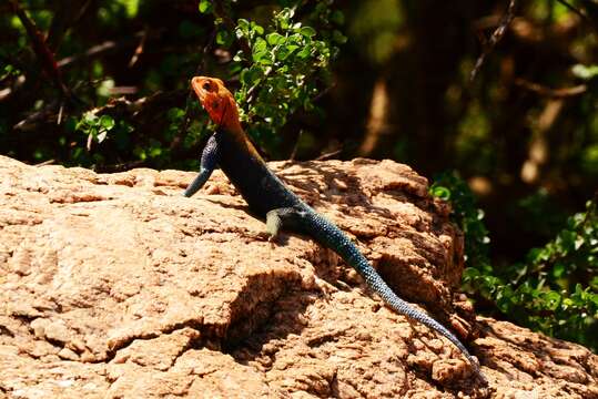 Image of Kenya Rock Agama